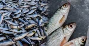 The benefits of fish that you may not know