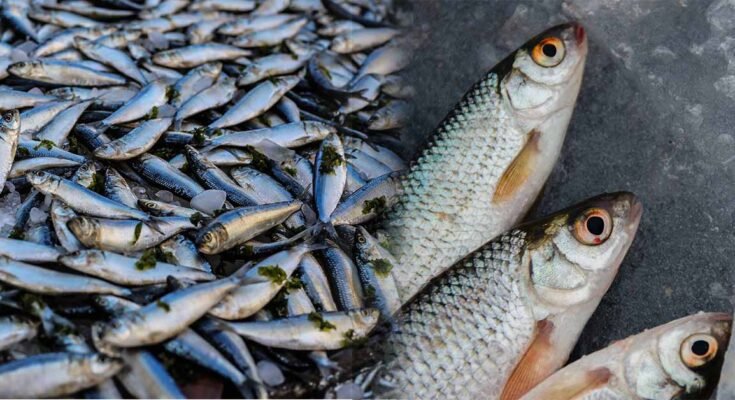 The benefits of fish that you may not know