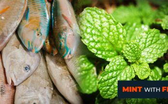 The benefits of mint with the fish recipes