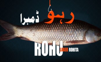 Rohu fish identity recipes and fishing
