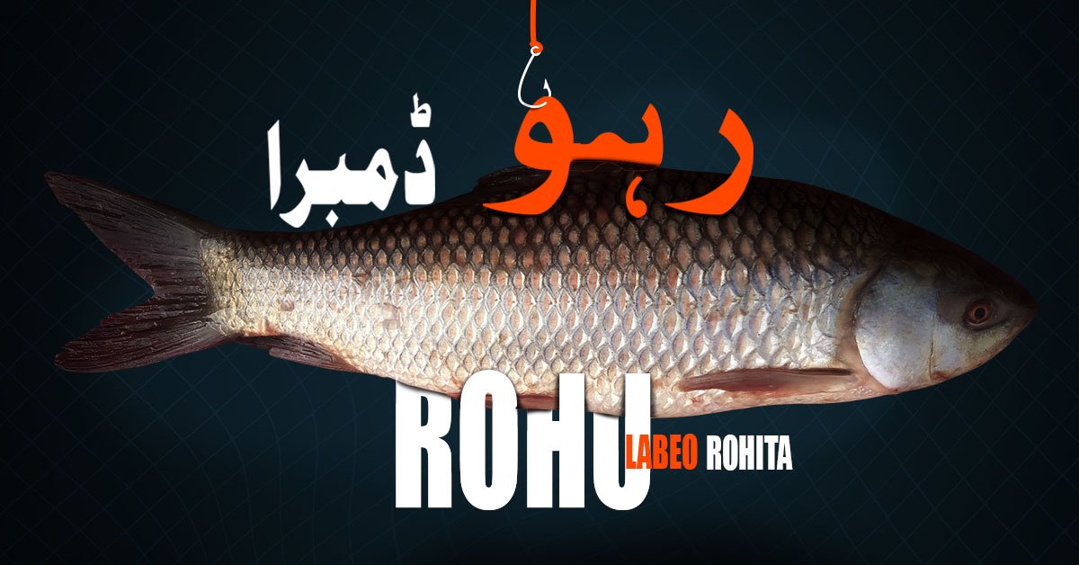 Rohu fish identity recipes and fishing