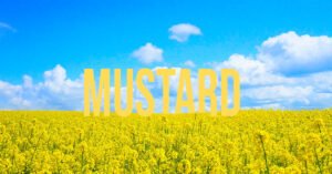 Mustard feilds