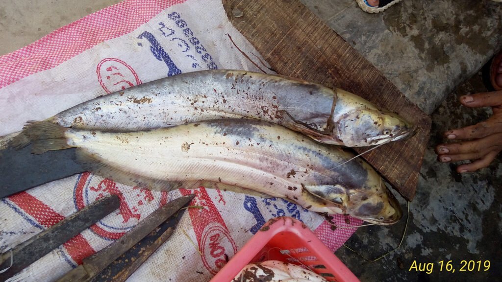 Wallago Attu Catfish Helecopter fish