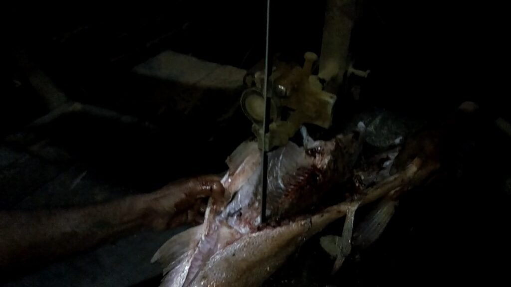 8 KG Silver carp Fish Cutting with wood saw machine 2