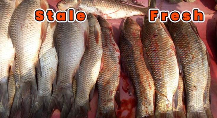 How to identify fresh fish and avoid purchasing stale fish