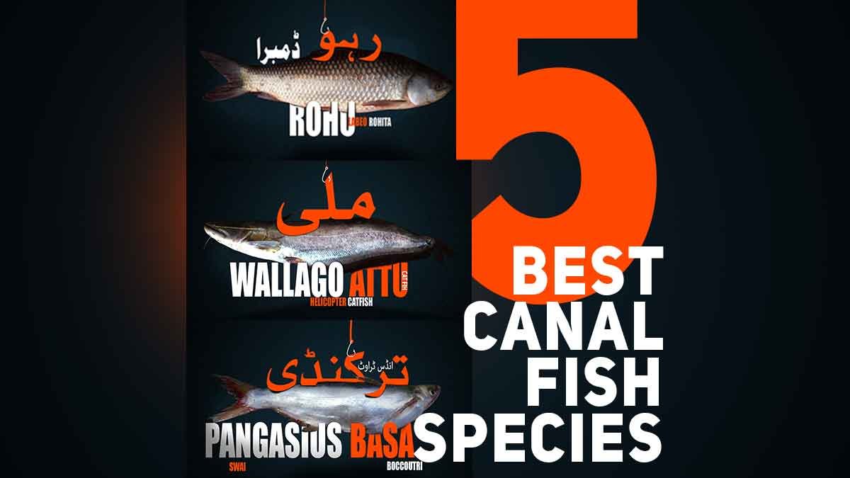 Best Canal fish species in Pakistan Punjab to eat: 5 Best Canal Fish Species