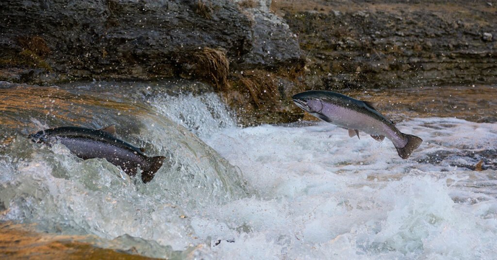 Salmon Fish Farming