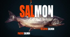 Salmon-Fish-and-Salmon-Fish-farming-process-Mahigar