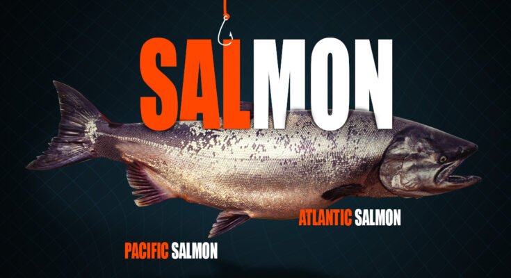 Salmon-Fish-and-Salmon-Fish-farming-process-Mahigar