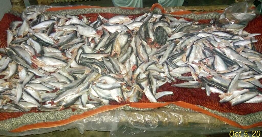 Basa Fish Mahigar fishing stories