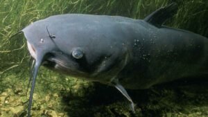 Catfish Farming With Forage Fish