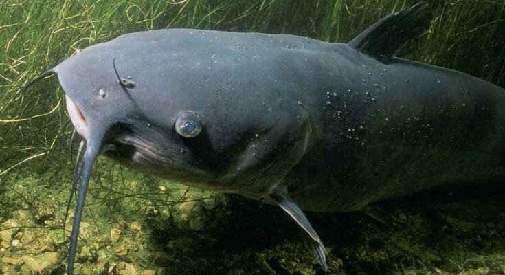 Catfish Farming With Forage Fish