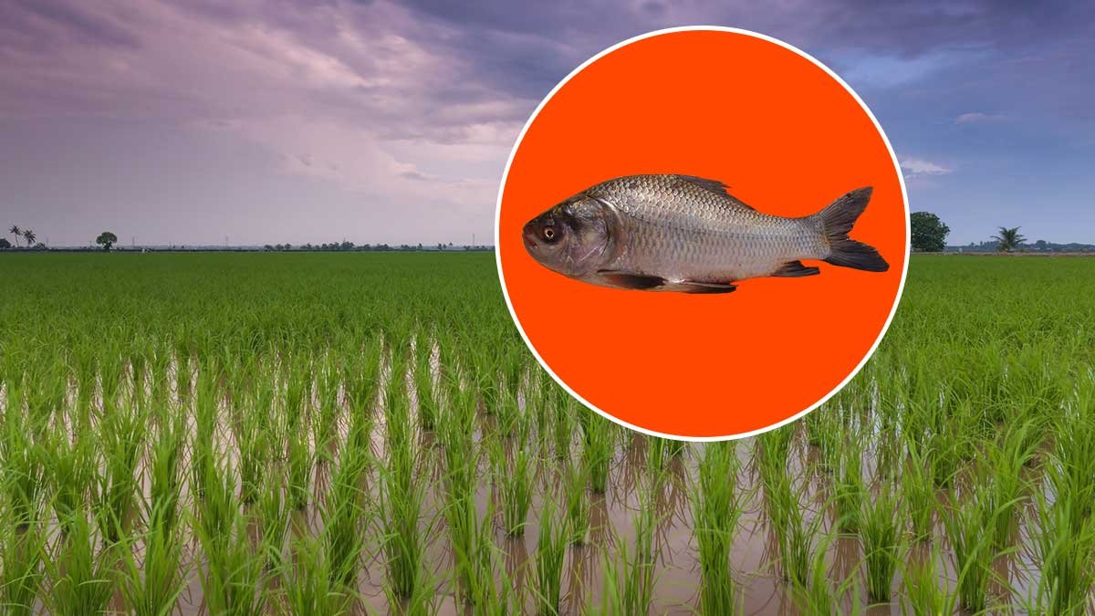 Rice Fish Farming complete Guide