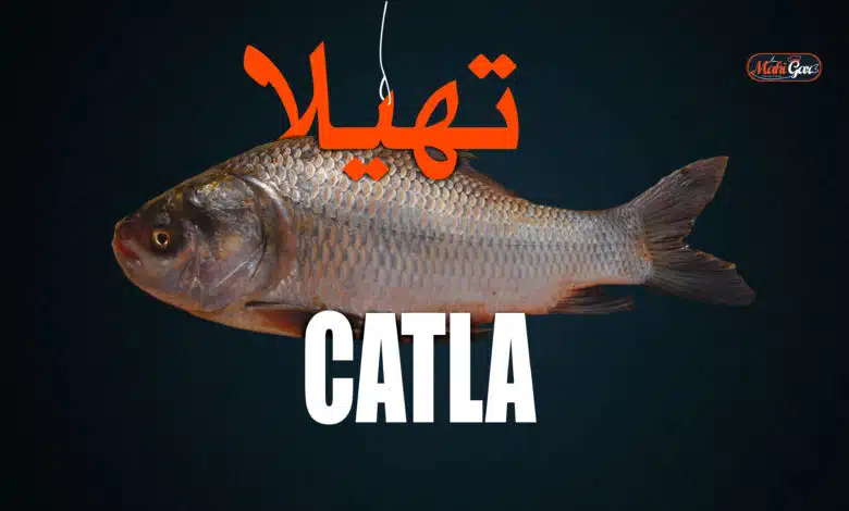 Catla fish,s 5 Popular and Easy Cooking Methods