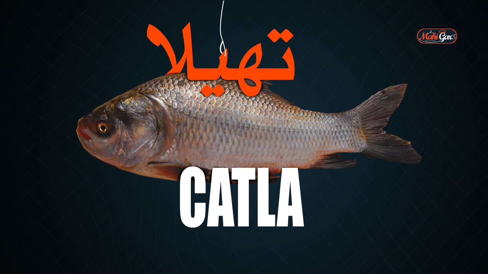 Catla fish,s 5 Popular and Easy Cooking Methods