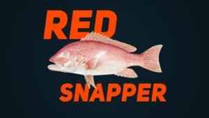 Red-Snapper