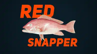 Red-Snapper