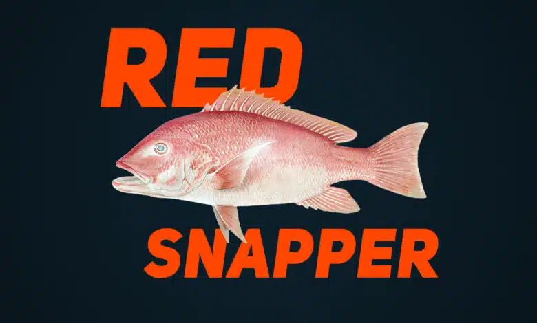 Red-Snapper
