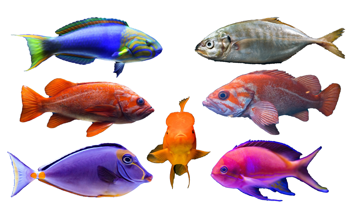 Fish Species Mahigar Pedia For Fish and Fishing Blog Fish Species database MahiGar Pedia
