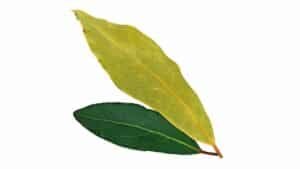 Bay Leaf dried and fresh bay leaves