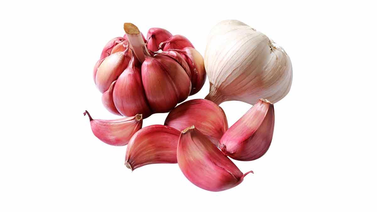 Garlic