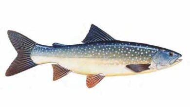 Arctic Char