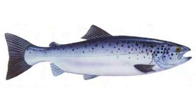 Atlantic Salmon