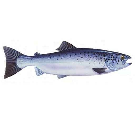 Atlantic Salmon