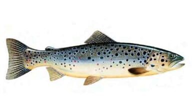 Brown Trout