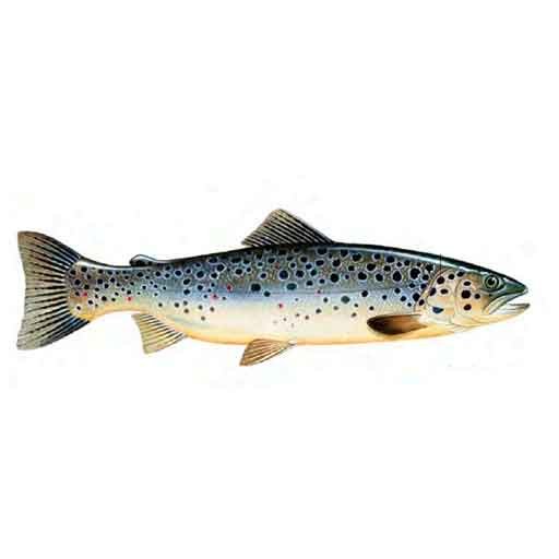 Brown Trout Salmo trutta