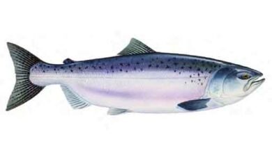 Chinook Salmon