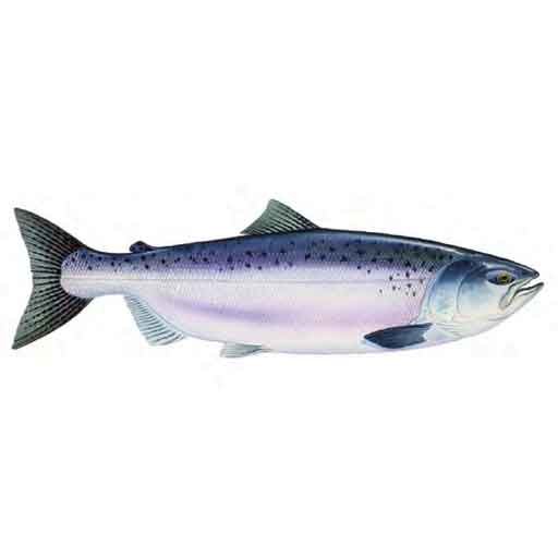 Chinook Salmon Oncorhynchus tshawytscha