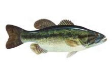 Largemouth-Bass