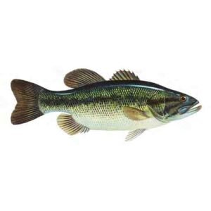 Largemouth-Bass