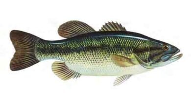 Largemouth-Bass