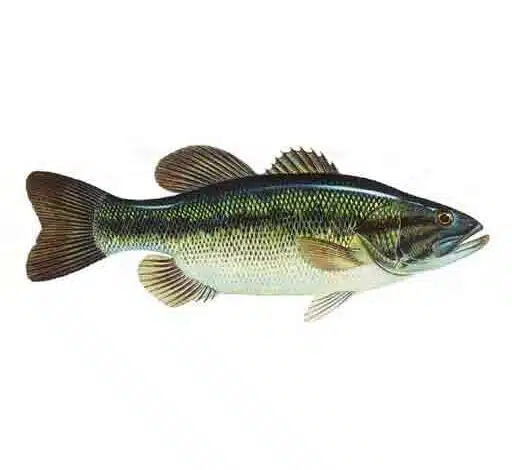 Largemouth-Bass