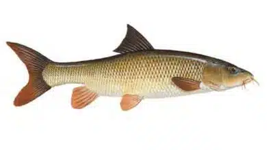 Barbel Barbus barbus freshwater fish scpecies round fish carp fish