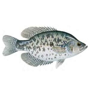 Black-Crappie-flat-fish-species-freshwater-fish-species