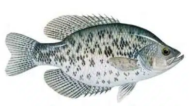 Black-Crappie-flat-fish-species-freshwater-fish-species