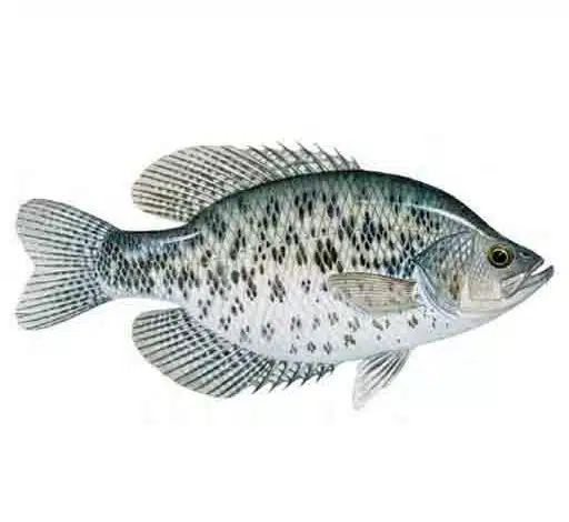 Black-Crappie-flat-fish-species-freshwater-fish-species