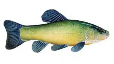 Tench-Tinca-tinca-Flat-fish-species-freshwater-fish-species