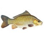 Common-carp-Cyprinus-carpio