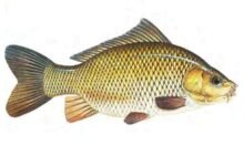 Common-carp-Cyprinus-carpio