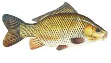 Common-carp-Cyprinus-carpio