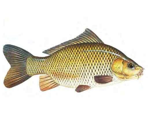 Common-carp-Cyprinus-carpio