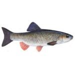 European-chub-Squalius-cephalus