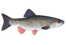 European-chub-Squalius-cephalus