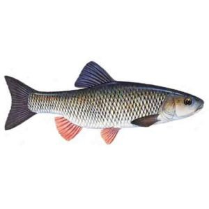 European-chub-Squalius-cephalus