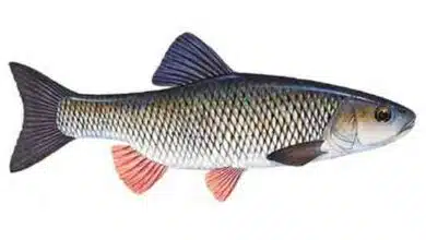 European-chub-Squalius-cephalus