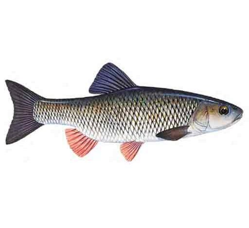 European-chub-Squalius-cephalus